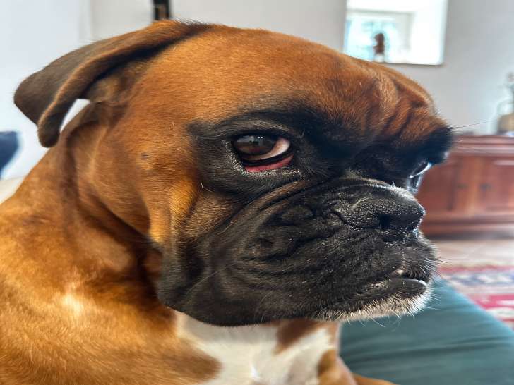 Mâle Boxer LOF pour saillie