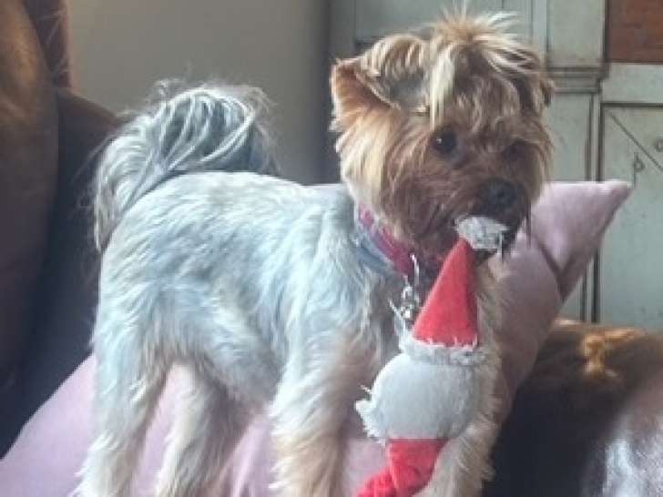 Femelle Yorkshire Terrier LOF disponible pour saillie