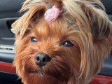 Femelle Yorkshire Terrier LOF disponible pour saillie
