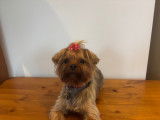 Femelle Yorkshire Terrier LOF disponible pour saillie