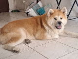 Mâle Akita Inu LOF pour saillie