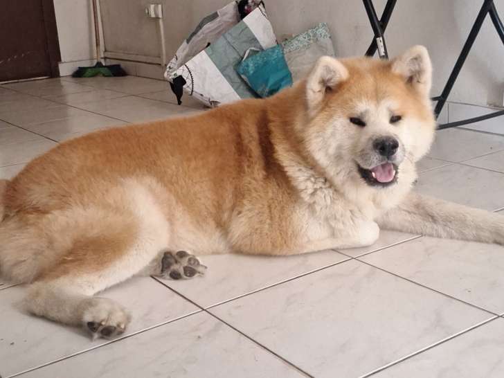 Mâle Akita Inu LOF pour saillie