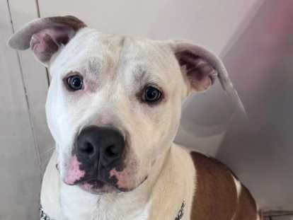 Superbe American Bully XL mâle bicolore