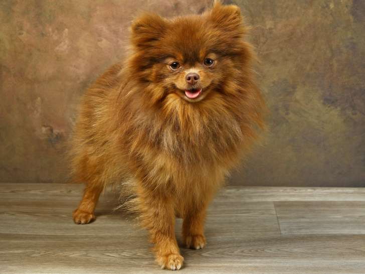 Chienne Spitz Poméranien chocolate and tan à vendre