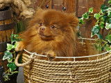 Chienne Spitz Poméranien chocolate and tan à vendre