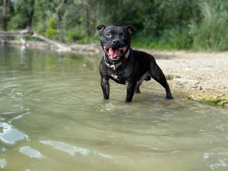 Chien de type Staff à donner
