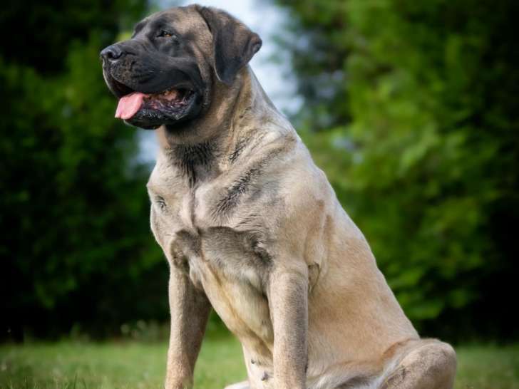 Chiots Mastiff à naître en octobre 2025