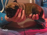 Chiots Mastiff à réserver