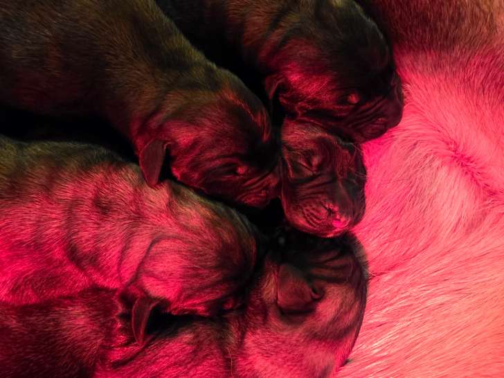 Chiots Mastiff à réserver