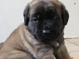 Chiots Mastiff &agrave; r&eacute;server