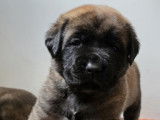 Chiots Mastiff à réserver
