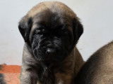 Chiots Mastiff &agrave; r&eacute;server