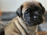 Chiots Mastiff &agrave; r&eacute;server