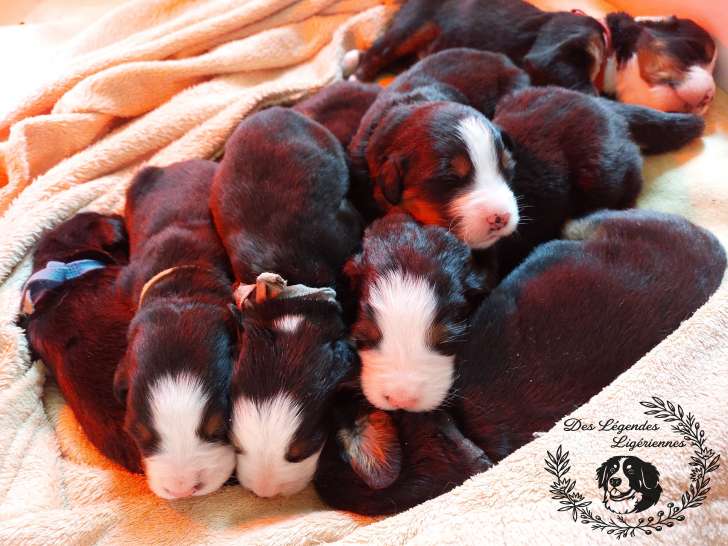 Chiot Bouvier Bernois LOF à vendre