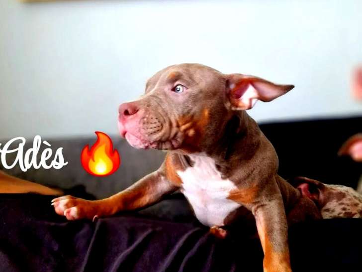 Chiots American Bully lilac tricolore merle à vendre