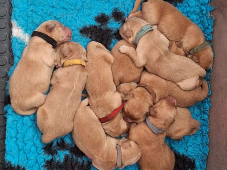 Chiots Golden Retriever à vendre