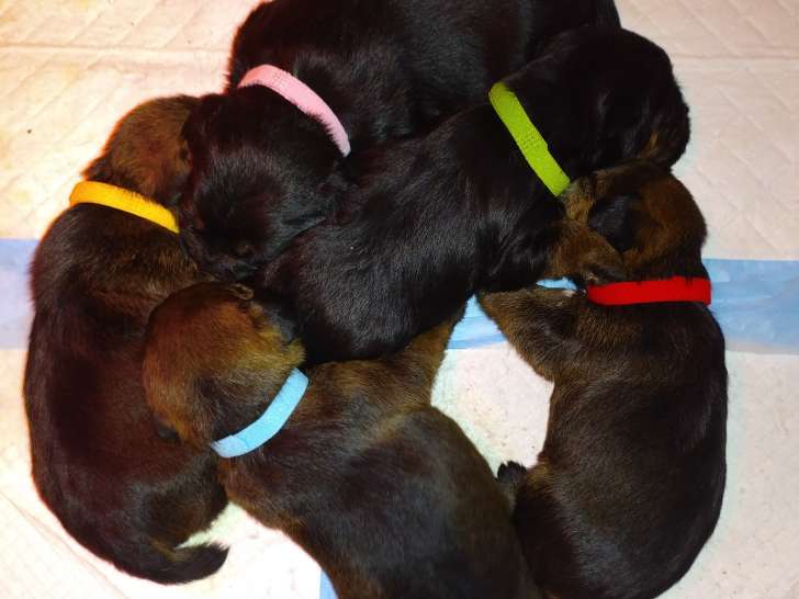 Adorables chiots Border Terrier à vendre