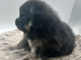 Chiots Spitz Poméranien à vendre