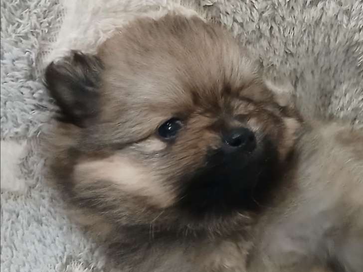 Chiots Spitz Poméranien à vendre