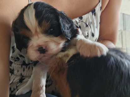 Femelle 1 prénommée Alinéa