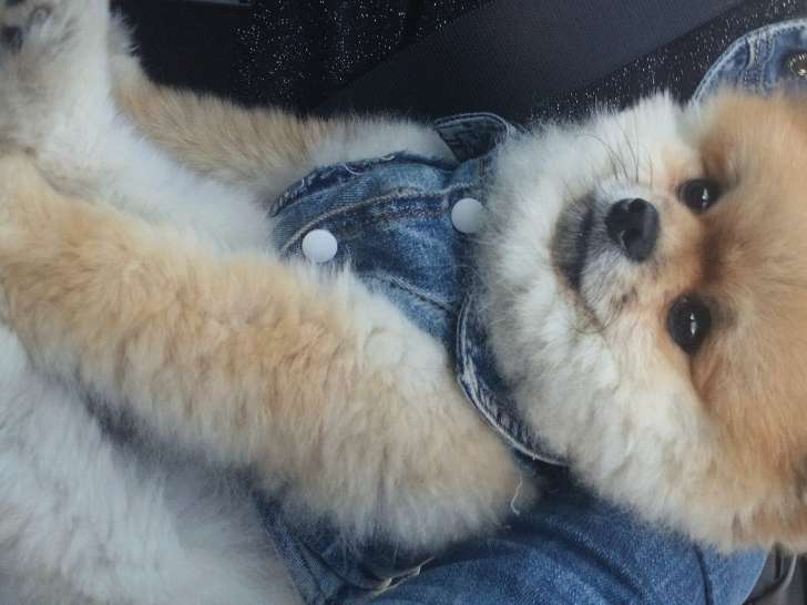 Cherche jolie femelle Loulou de Poméranie pour saillie