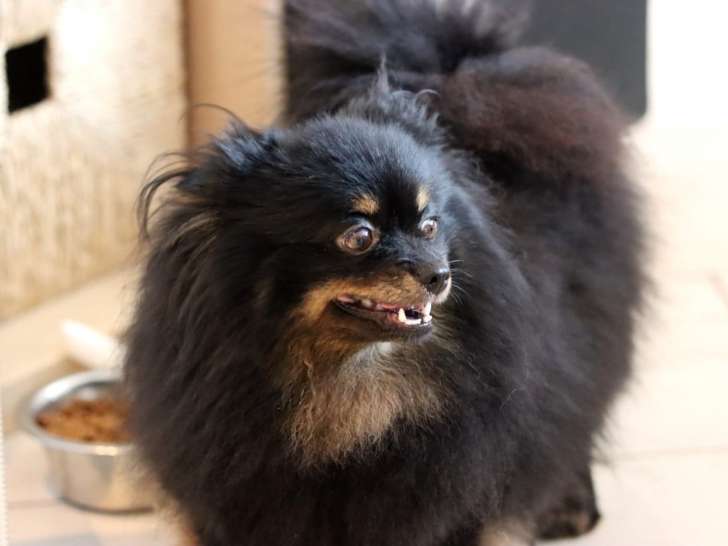 Chiot Spitz Nain à vendre