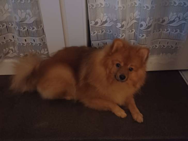 Twix, Spitz Allemand à vendre