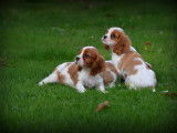 Chiots Cavalier King Charles Spaniel à vendre