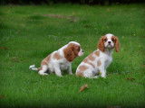 Chiots Cavalier King Charles Spaniel à vendre