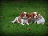Chiots Cavalier King Charles Spaniel à vendre