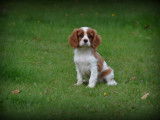Chiots Cavalier King Charles Spaniel à vendre
