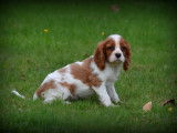 Chiots Cavalier King Charles Spaniel à vendre