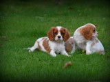 Chiots Cavalier King Charles Spaniel à vendre