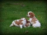 Chiots Cavalier King Charles Spaniel à vendre