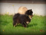 Chiots Spitz Nain Poméranien à vendre