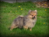 Chiots Spitz Nain Poméranien à vendre