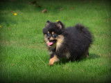Chiots Spitz Nain Poméranien à vendre