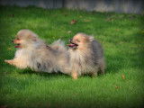 Chiots Spitz Nain Poméranien à vendre
