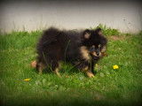 Chiots Spitz Nain Poméranien à vendre