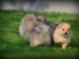 Chiots Spitz Nain Poméranien à vendre