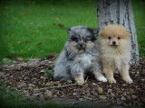 Chiots Spitz Nain Poméranien à vendre