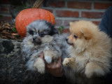 Chiots Spitz Nain Poméranien à vendre