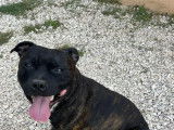 Mâle Staffordshire Bull Terrier disponible pour saillie
