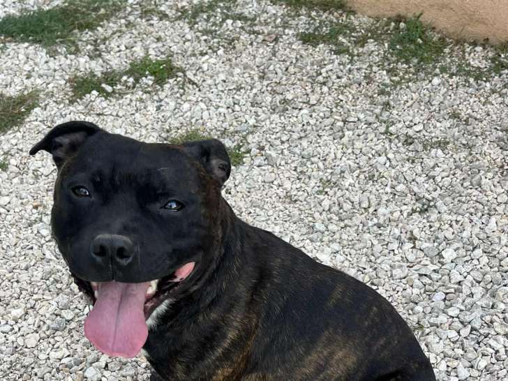 Mâle Staffordshire Bull Terrier disponible pour saillie