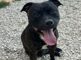 Mâle Staffordshire Bull Terrier disponible pour saillie