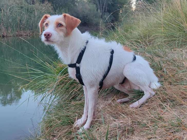 Chien adulte de type Podenco d'Ibiza à donner