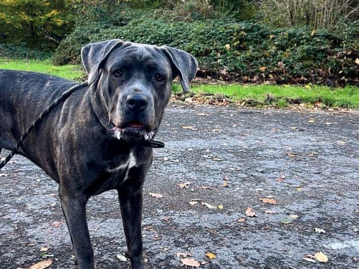Jeune femelle Cane Corso à vendre