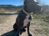 Femelle Staffordshire Bull Terrier disponible pour saillie