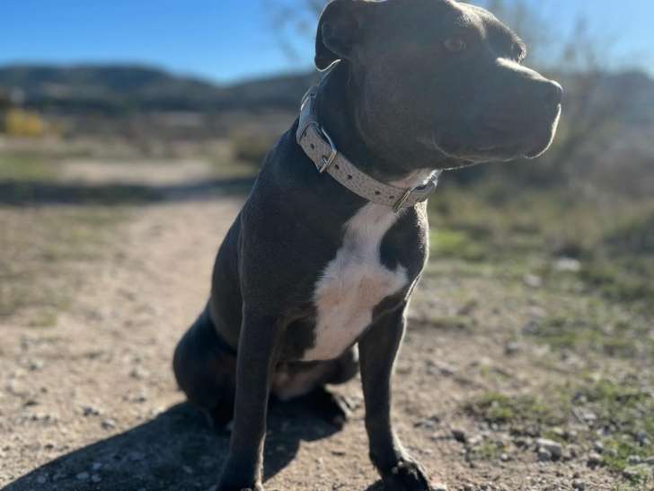 Femelle Staffordshire Bull Terrier disponible pour saillie