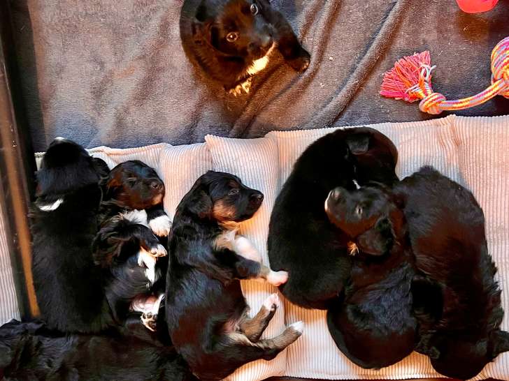 Chiots de type Border Collie à vendre (6 femelles & 2 mâles)